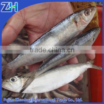 Frozen fresh Sardine for Bait on Sale