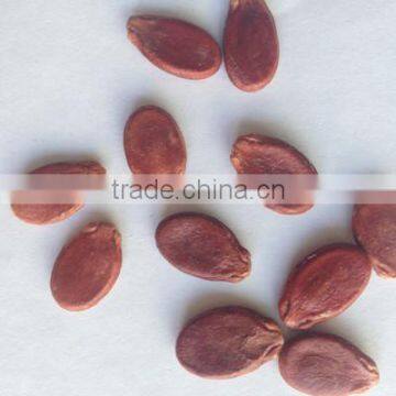 Xinjiang Hami Melon Seeds f1 photo-2