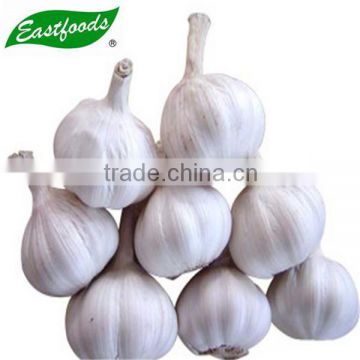 Chinese 2015 new fresh normal white garlic