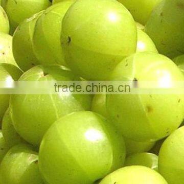 100% Amla Capsules(Natural Vitamin C & Appetizer) Bulk Suppliers photo-3