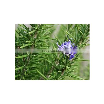 Pure Rosemary Oil From India | Natural Rosemary Oil For Export Only