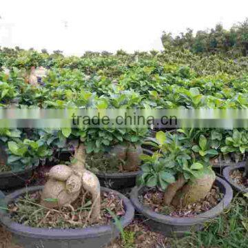 Ficus Ginseng Microcarpa Bonsai Tree Taiwan Ficus Banyan Fig Indoor Ornamental Plants Nursery photo-3