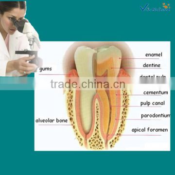 College study human dental pathological prepared slides from factory