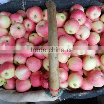 Shanxi gala apple(china labelled fresh apple supplying)