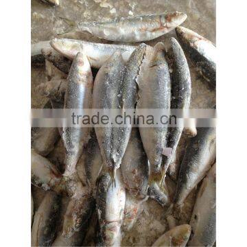 10 Kg BQF sardine packing