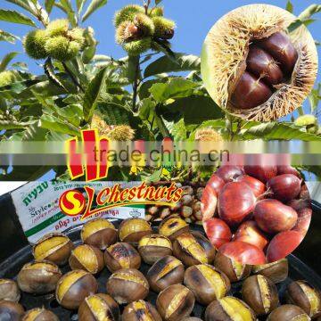 New Crop Fresh Chinese Chestnuts wholesale chestnut