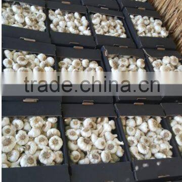 DRY GARLIC FROM EGYPT