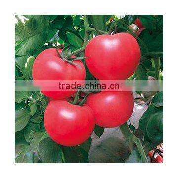 2016 Hybrid High yield disease-resistant Tomato seeds for growing- Red Princess