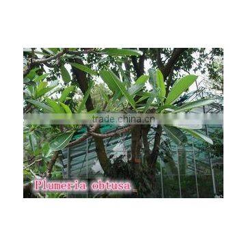Blooming Plumeria Obtusa photo-3