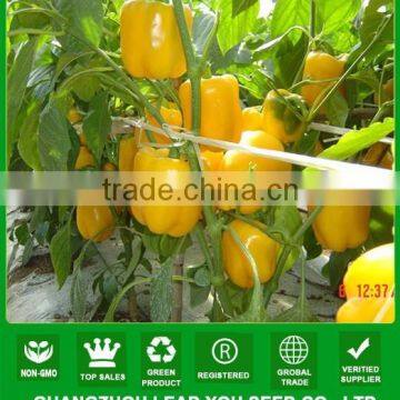 NSP06 Aihuang hybrid Yellow capsium seeds vegetable