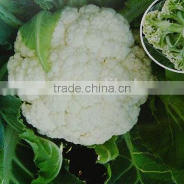 Medium maturity strong growth cauliflower seeds