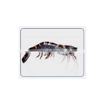 Tiger Prawn