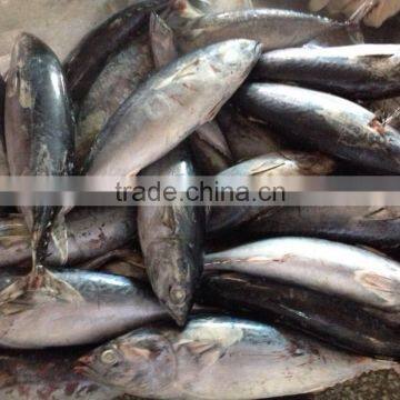 Whole Round Frozen Bonito Tuna photo-3