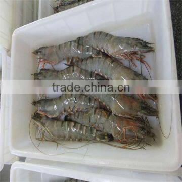 best seafood frozen vannamei shrimp hlso