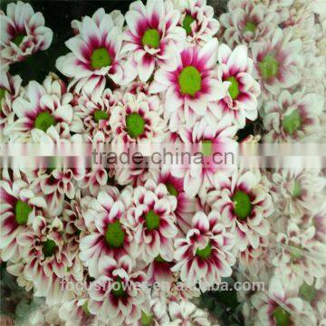 A Grade Different Varieties Of Small Sprayed Chrysanthemum For Sale photo-6