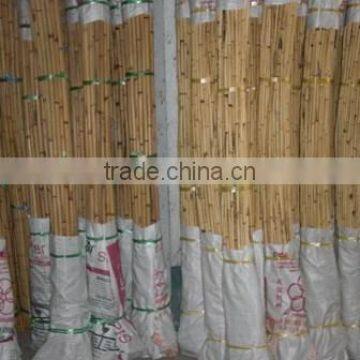 Polo Stick, manau root, rattan root, cane root, root, rattan cane root, Asam root, walking stick with root