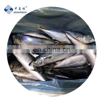 Frozen Mackerel Pacific Seafood Mackerel Fish