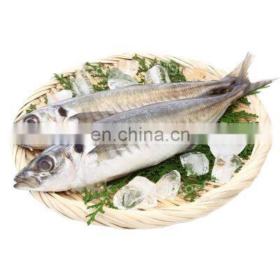 frozen small eye horse mackerel fish decapterus maruadsi round scad