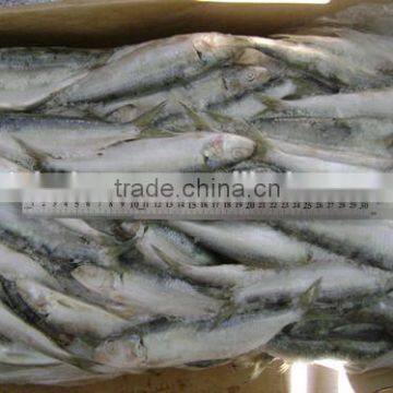 Frozen Seafood sardine packing 90-100 pcs