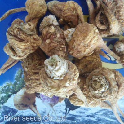 100g Bulk Supply Hybrid Mature Black Yellow Maca Seeds for Planting photo-2