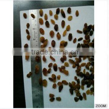 Raisins (Malayer) photo-4