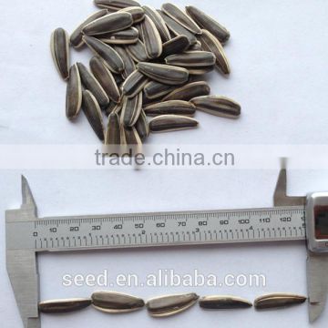 wholesale sunflower seeds for planting S1401