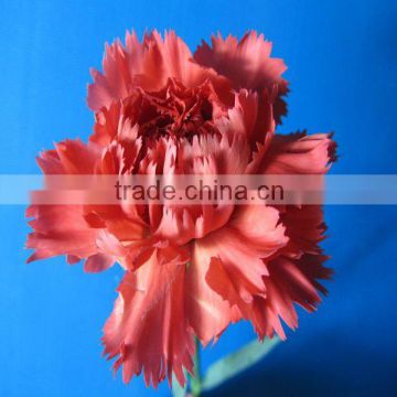 Wholesale red carnation flower high quality types of carnations