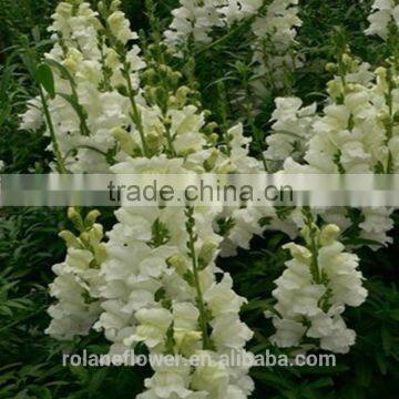 2016 most popurlar cut white antirrhinum flower from kunming