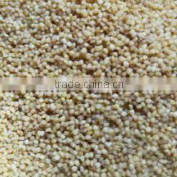 Organic Proso Millets/ Common Millet/ Chena/ Barri photo-2