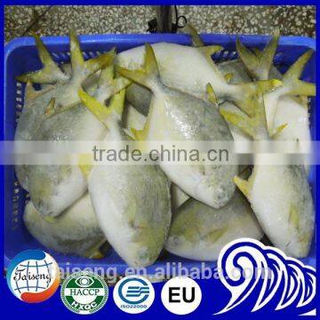 Hot selling Frozen Golden fish for US market 600-800g