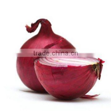 Pure red onion suppliers