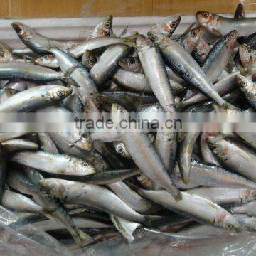 Frozen fish Sardine