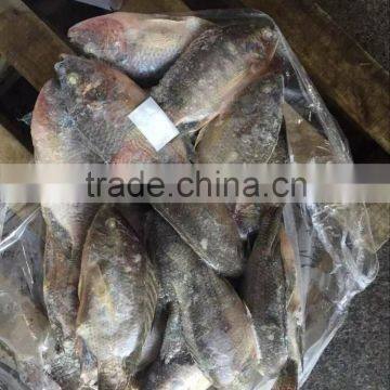 Chinese Frozen Tilapia Fish Whole Round