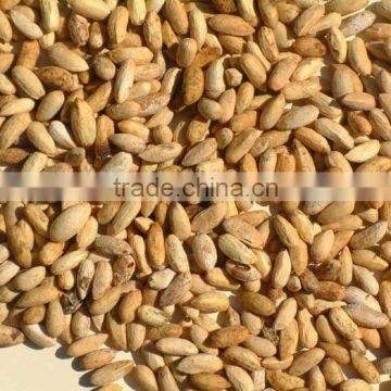 NEEM SEEDS photo-3