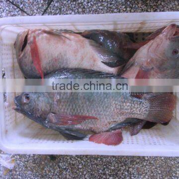 China Top Quality Seafood Frozen Fish Tilapia All sizes