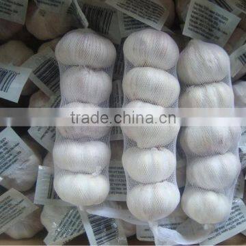 Chinese jinxiang fresh garlic 4.5cm 5.0cm 5.5cm 6.0cm