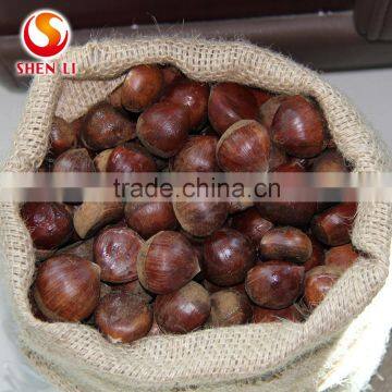 Big Size 2016 New Crop Fresh Dandong Chestnut for Advance Sale photo-2