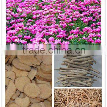 Dried crude pieces of peony roots
