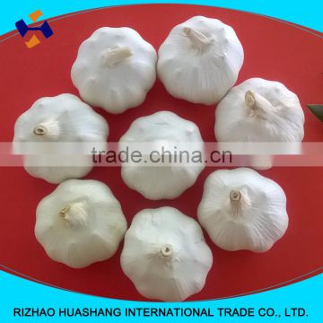 pure white fresh garlic size6.0cm