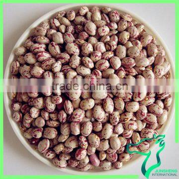 Common Cultivation Xinjiang Round Light Speckled/Mottled Kidney Beans