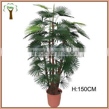 Decorative fortunei palm tree supplier