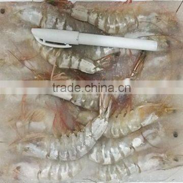 BQF Whole Round Vannamei White Shrimp
