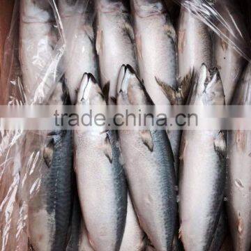 AAA QAULITY Frozen PACIFIC Mackerel