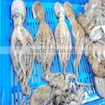 quality frozen baby octopus whole cleaned