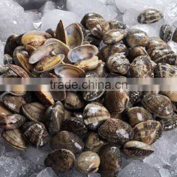 Sands off Short Necked Clam Meat photo-3
