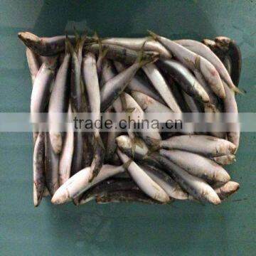 Fresh frozen sardine frozen sardines bait sardines for bait