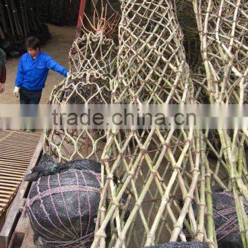 Lagerstroemia Indica Tree Different Shape Packing and Loading