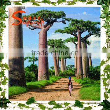 Guangzhou New Design Artificial Tree Locating at Scenic Certificate With SGS ISO Outdoor Gardens Large Artificial Baoble Tree photo-3