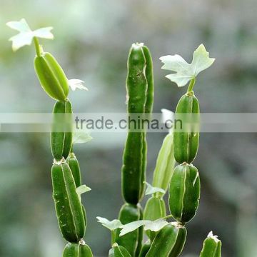 Best Grade Cissus quadrangularis Powder Export