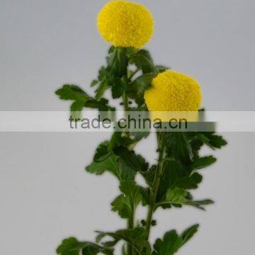 Top quality top sell fresh chrysanthemum for decoration